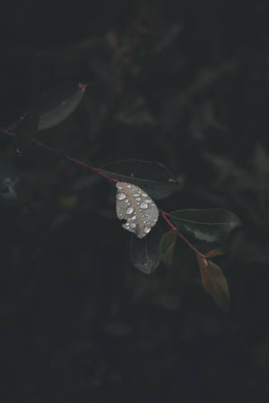 Water Droplets On Leaf Wallpaper