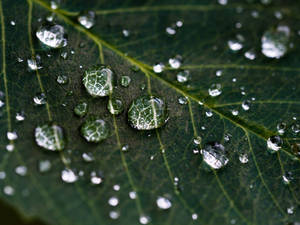 Water Droplets On Leaf Wallpaper