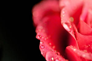 Water Droplets On Petal Wallpaper