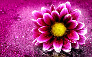 Water Drops On Cute Pink Flower Wallpaper