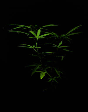 Water Reflection Black Background Weed Aesthetic Wallpaper