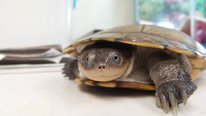 Water Turtle Crawling Photography Wallpaper