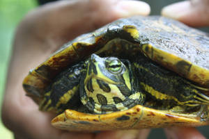 Water Turtle Yellow-bellied Slider Photo Wallpaper