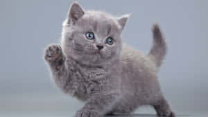 Waving Cute Cat Pfp Wallpaper