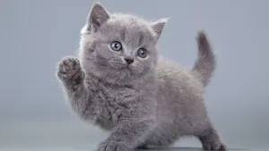 Waving Cute Cat Pfp Wallpaper