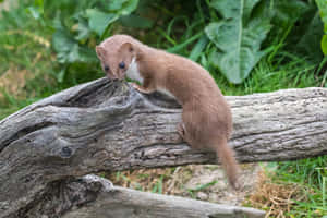 Weasel On Log In Nature.jpg Wallpaper