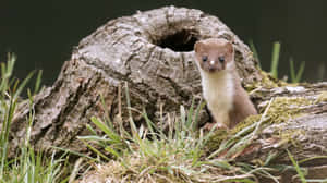 Weasel Peeking From Hollow Log Wallpaper