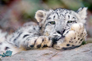 Weird Pfp Of Leopard Wallpaper