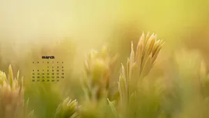 Welcome In March Wallpaper