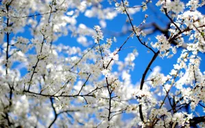 Welcoming Spring To Your Desktop Wallpaper