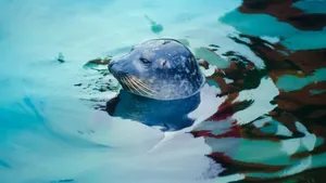 Western North Carolina Nature Center Wallpaper