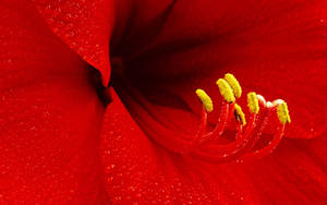 Wet Attractive Red Petal Wallpaper