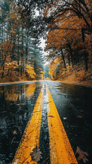 Wet Autumn Road Iphone X Nature Wallpaper