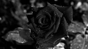 Wet Black Rose Aesthetic Wallpaper