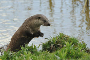 Wet Otter On Land Wallpaper