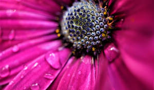 Wet Pink Color Flower Close Up Wallpaper