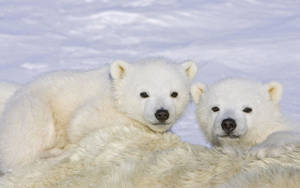 Wet White Polar Bears Wallpaper