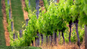 Whispering Hill Vineyard Wallpaper