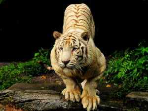 White Albino Animal 8k Tiger Uhd Wallpaper