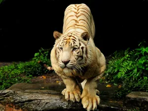 White Albino Animal 8k Tiger Uhd Wallpaper