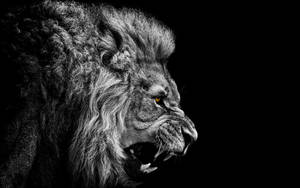 White And Black King Lion Roaring Wallpaper