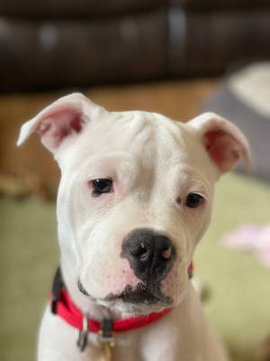 White And Black Pitbull Terrier Wallpaper