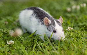 White And Black Rat On Grass Wallpaper