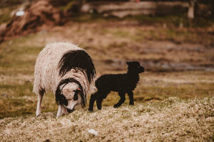 White And Black Sheep Wallpaper