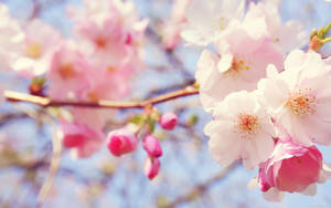 White And Cute Pink Flower Blooms Wallpaper