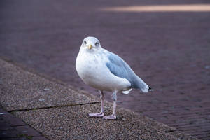 White And Gray Bird Wallpaper