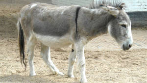 White And Gray Donkey Wallpaper