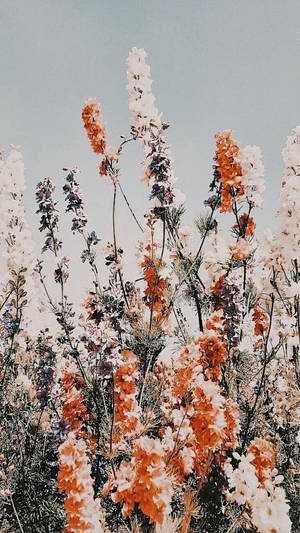 White And Orange Flowers Aesthetic Wallpaper