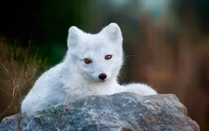White Arctic Fox On Stone Wallpaper
