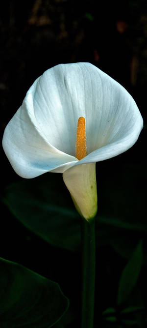 White Arum-lily Dark Hd Flowers Wallpaper