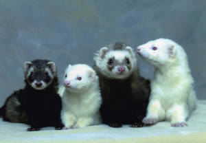 White Black Baby Ferrets Wallpaper