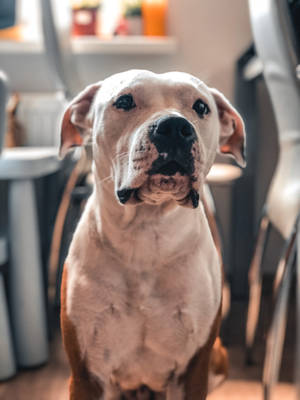 White Brown Short Coated Pitbull Wallpaper