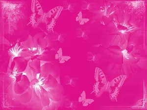 White Butterflies In Pink Plain Color Wallpaper