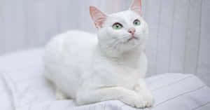 White Cat Green Eyes Wallpaper