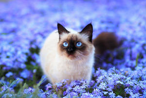 White Cat On Purple Bunga Wallpaper