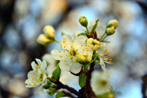 White Cherry Blossom Branch Wallpaper