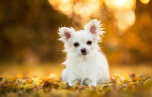 White Chihuahua Photography Wallpaper