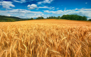 White Clouds On Fields Wallpaper