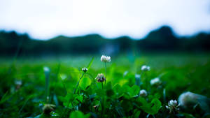 White Clover Flower Plant 4k Background Wallpaper