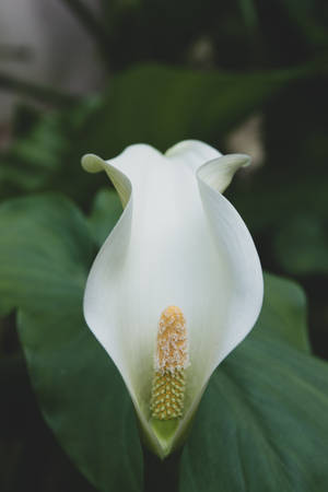 White Cone-shaped Orchid Wallpaper