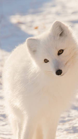 White Cute Fox Wallpaper