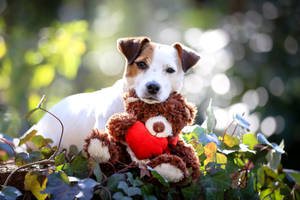 White Cute Puppy With Bear Wallpaper