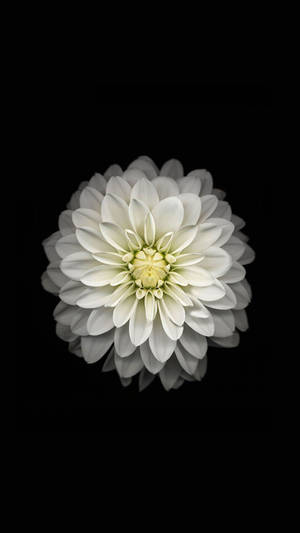 White Dahlia Flower Apple Wallpaper