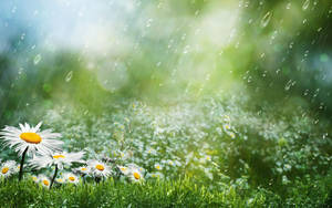 White Daisies Amidst Beautiful Rain Wallpaper