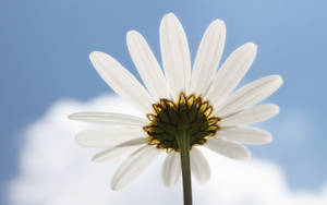 White Daisy & Bright Sky Wallpaper