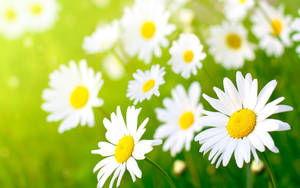 White Daisy Flower Desktop Wallpaper